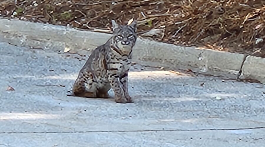 Bobcat Lake Arrowhead California