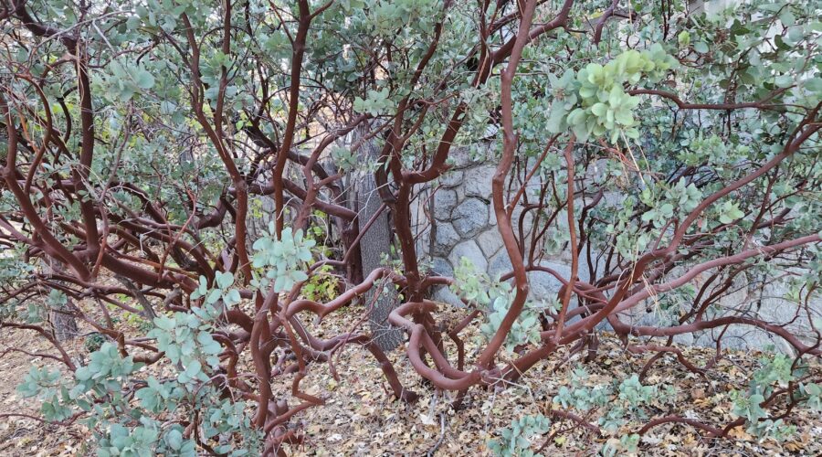 manzanita tree lake arrowhead ca