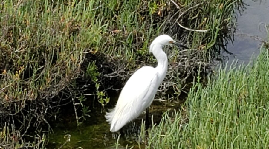 Bolsa Chica Wetlands Huntington Beach CA