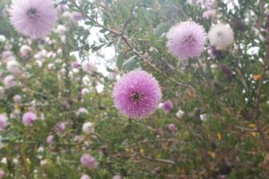 Laguna Beach Dr. Seuss purple tree