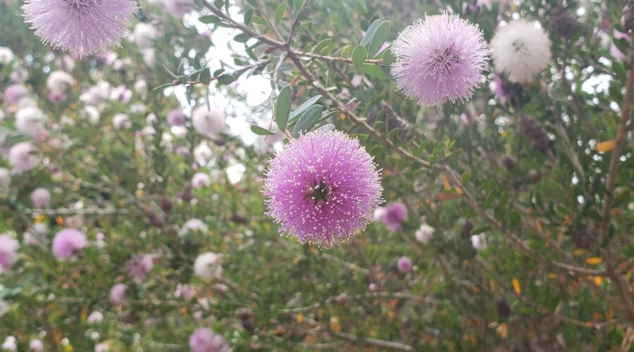 Laguna Beach Dr. Seuss purple tree